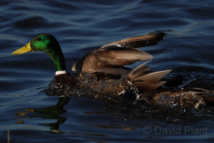 Mallard male - G.jpg - Mallard, like water off a ducks back - Welney